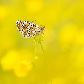 Vlinder en boterbloemen / Butterfly in buttercup field sur Elles Rijsdijk
