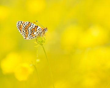 Vlinder en boterbloemen / Butterfly in buttercup field sur Elles Rijsdijk