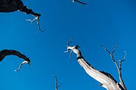 Strak blauwe lucht met dode bomen von Sense Photography Miniaturansicht
