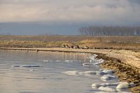 Nature reserve water and birds