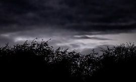 das Haus des Reihers von Bernadet van der Werf