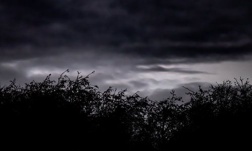 the house of the heron