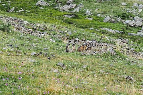 HRP & GR11: wilde Pyreneeën, avontuur en pure bergen. Koop nu indrukwekkende natuurfotografie als canvas of muurschildering - vrijheid op de paden van de Alpenpaden.
