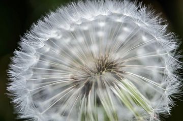 Close-up of a dandelion fluff by Bert Nijholt