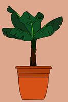 Banana plant