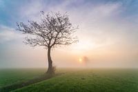 Tree in a misty sunrise 
