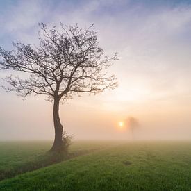 Tree in a misty sunrise  sur Yorben  de Lange
