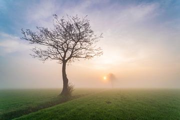 Tree in a misty sunrise 