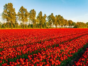 Rote Tulpen auf einem Feld bei Sonnenuntergang im Frühling