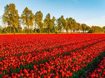 Tulipes rouges dans un champ au coucher du soleil printanier