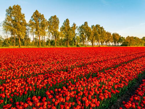Rode tulpen in een veld tijdens een lentezonondergang