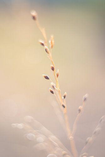 It's all in nature's details - A strong solo