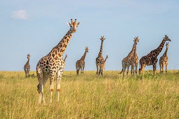 Een familie giraffen in Oeganda. van Gunter Nuyts
