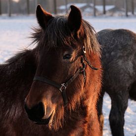Pferd von Jan Kooreman