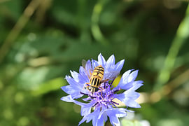 Korenblauwe Stilte van Mootjes