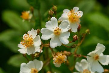 Blüten der Hunds-Rose von Karin Jähne