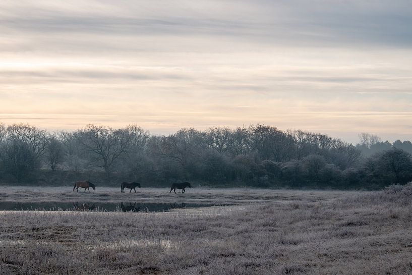 Exmoorpony's in Noordhollands Duinreservaat van Kim de Groot