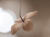 sepia hortensiablaadje van Tania Perneel thumbnail
