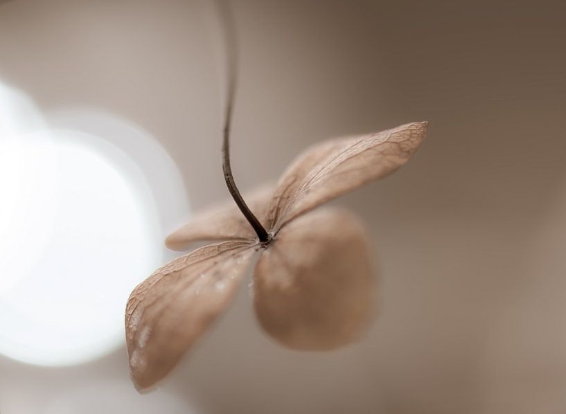 sepia hortensiablaadje van Tania Perneel