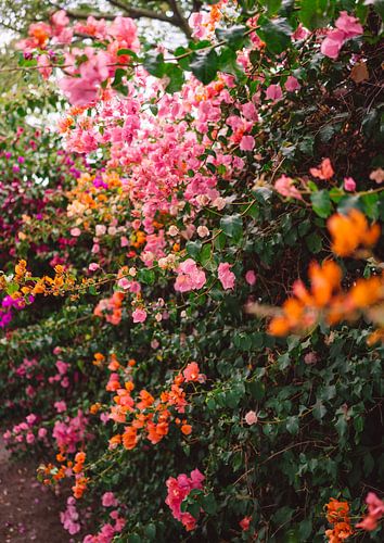 LA Garden