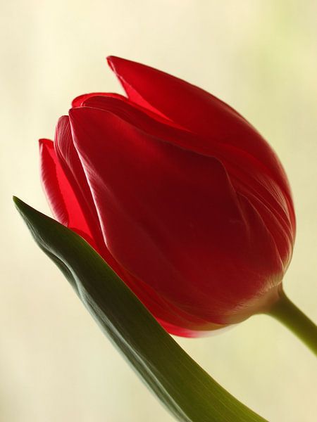 Red tulip 3 van Marjon van Vuuren