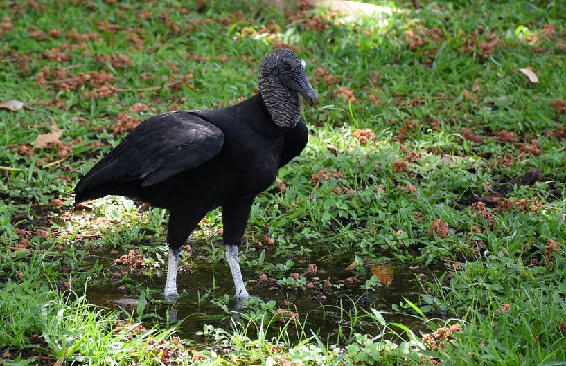 Un vautour noir au parc par Claude Laprise
