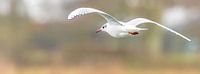 The wings of my flight by Fotografie Jeronimo thumbnail