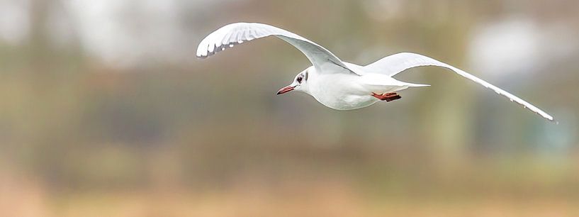 The wings of my flight by Fotografie Jeronimo