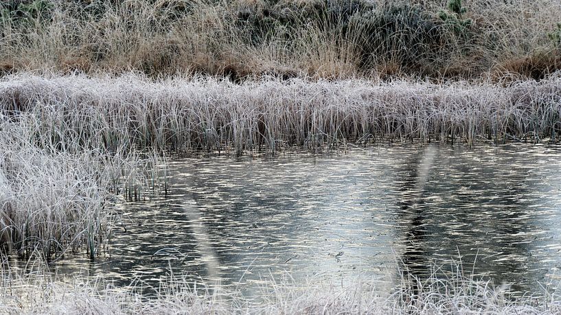 Heidekraut im Winter von JW Image Solutions