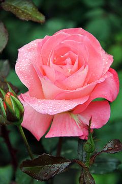 La Rose sur Cornelis (Cees) Cornelissen