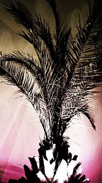 Palmboom met roze lucht