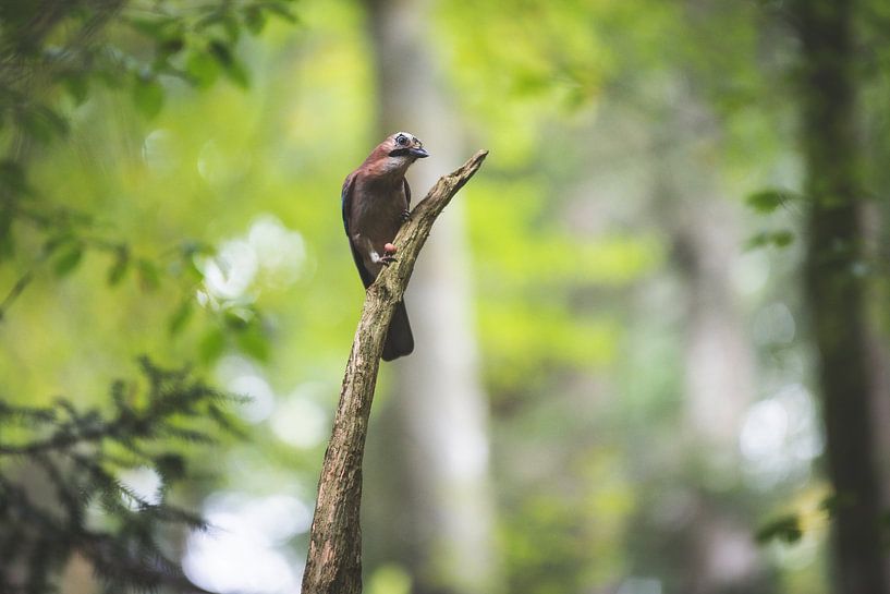 Geai sur une branche dans les bois par Marjolijn Barten