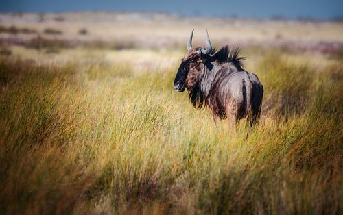 Le soldat blessé sur Loris Photography