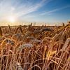 Champ de céréales à l'heure dorée sur Kim Willems