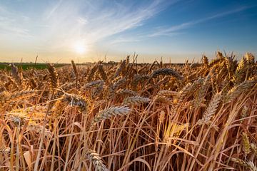 Grain field during the golden hour by Kim Willems