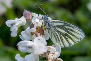 Vlinder op holwortel