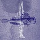 Delfter Blau-Falterfisch von Jadzia Klimkiewicz Miniaturansicht