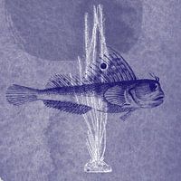 Delft blue butterflyfish