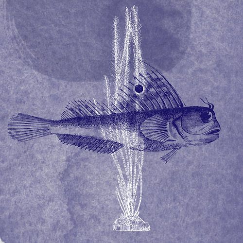 Delftsblauwe vlindervis