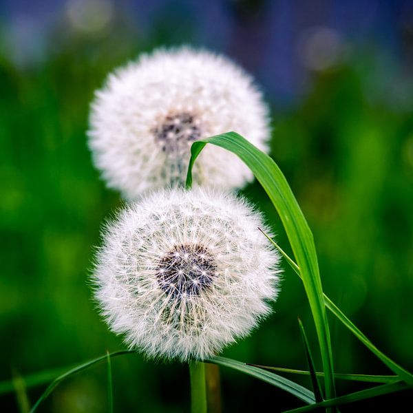 Pluizige paardenbloemen van Jeroen