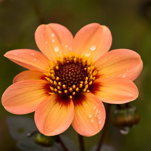Flower with raindrops