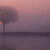 Foggy sunrise at a tree on a groyne by Moetwil en van Dijk - Fotografie
