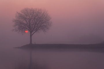 Foggy sunrise at a tree on a groyne