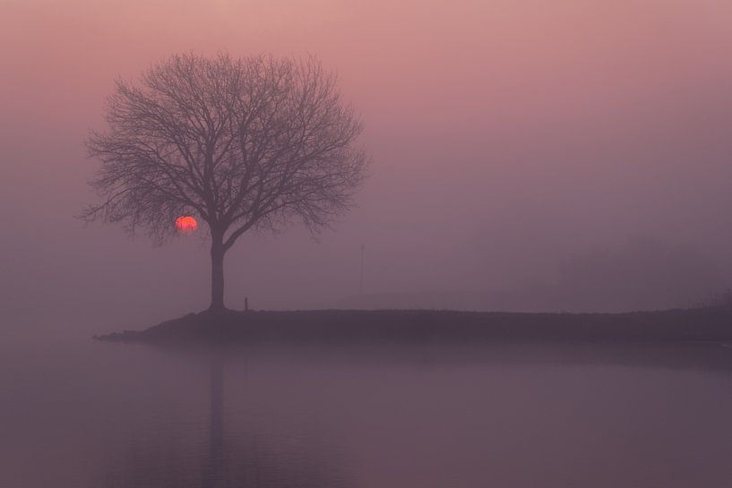 Lever de soleil brumeux sur un arbre sur un épi par Moetwil en van Dijk - Fotografie