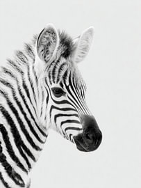 Zebrafohlen – Tierkunst in Schwarzweiß