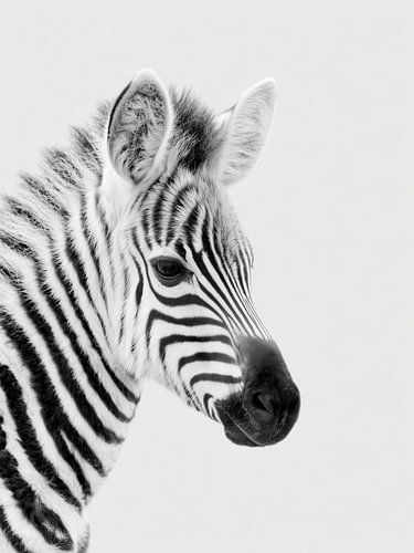Zebrafohlen – Tierkunst in Schwarzweiß