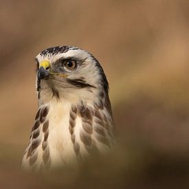 Buzzard portrait by Daniëlle de Ridder