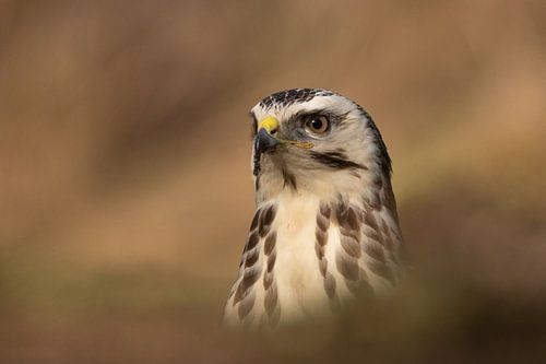 Buzzard portrait