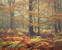 de gekleurde stippen van de herfst beuk