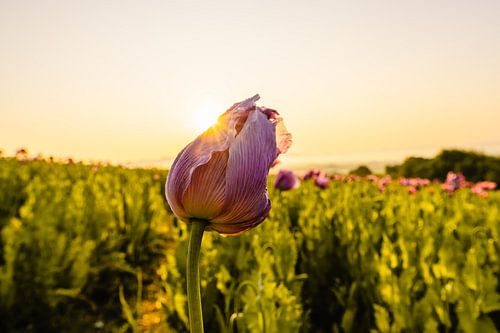 Klaproosbloesem in Germerode, Meißner